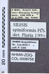 Etiketten zu Silesis spiniformis (NHMW-ZOO-COL-0008758)